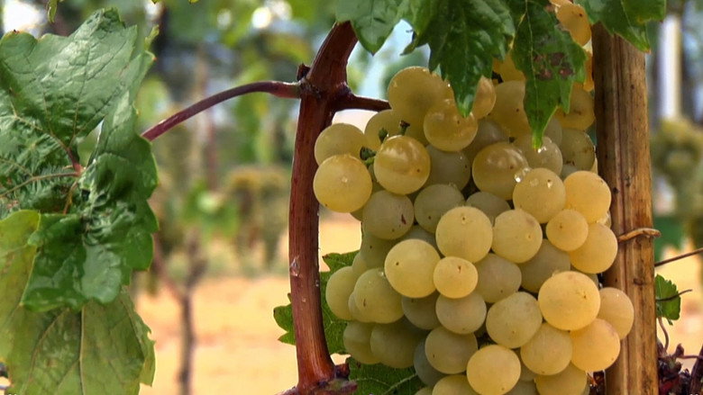 Cradle of Wine backdrop 1