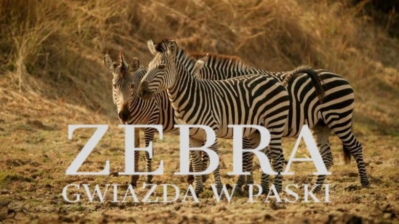 Zebras of the Serengeti
