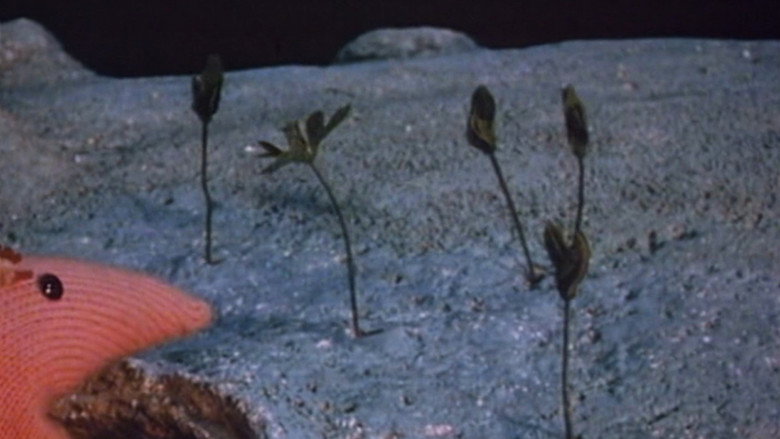 The Seed