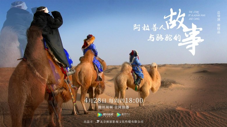 阿拉善人与骆驼的故事