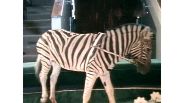 A Zebra Was Stolen backdrop 4