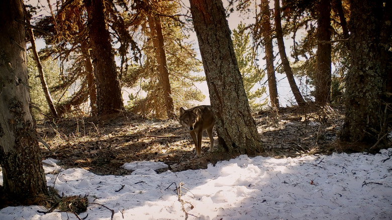 Wolf Walk backdrop 2
