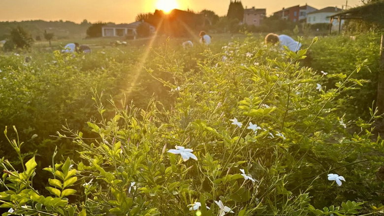 Fleurs à parfum, retour en Grasse backdrop 5