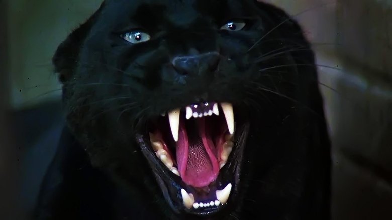 Cat People Collection