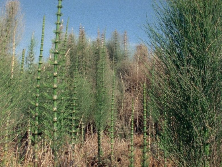 The First Forests