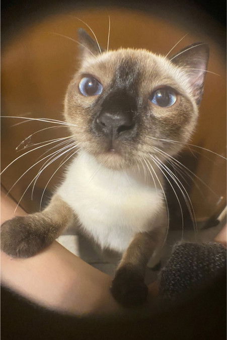 Capuccina Castilla Rivero