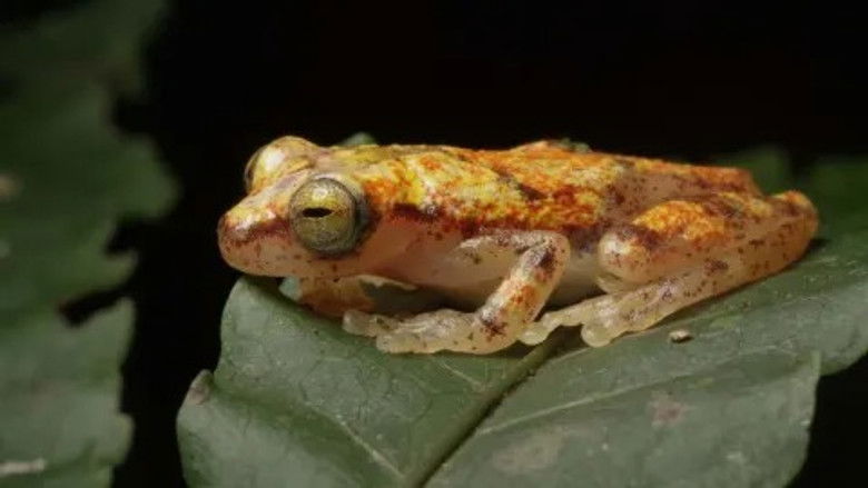 Into the Jungle - Amazon Part Two