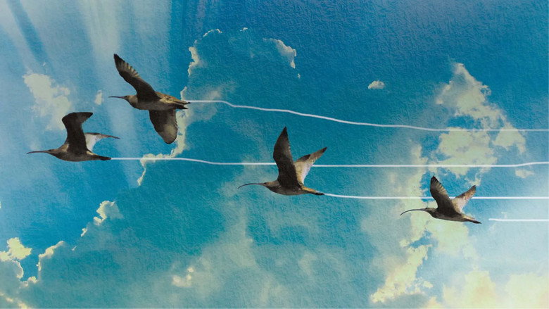 Flyways: The Untold Journey of Migratory Shorebirds backdrop 3