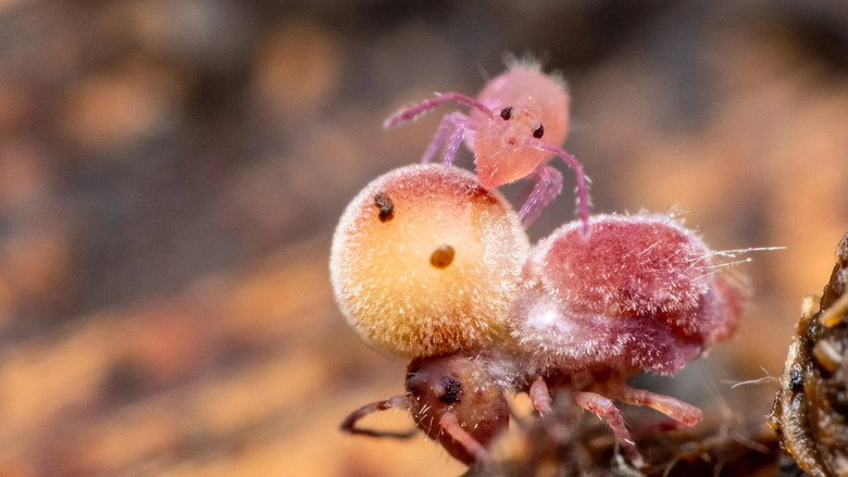Springtails: The hidden soldiers of Earth backdrop 2