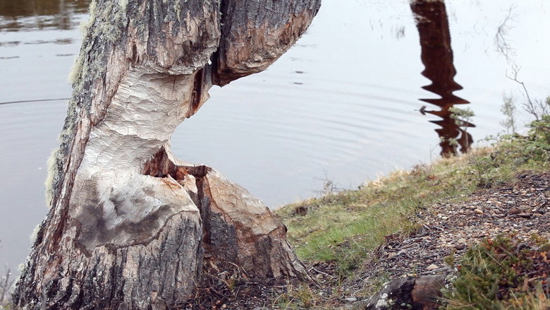 Beavers: Patagonia invaders backdrop 2