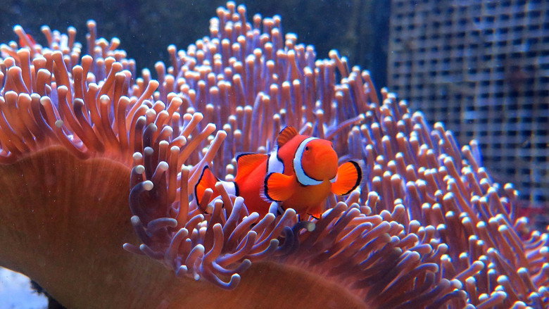 Great Barrier Reef with David Attenborough backdrop 6