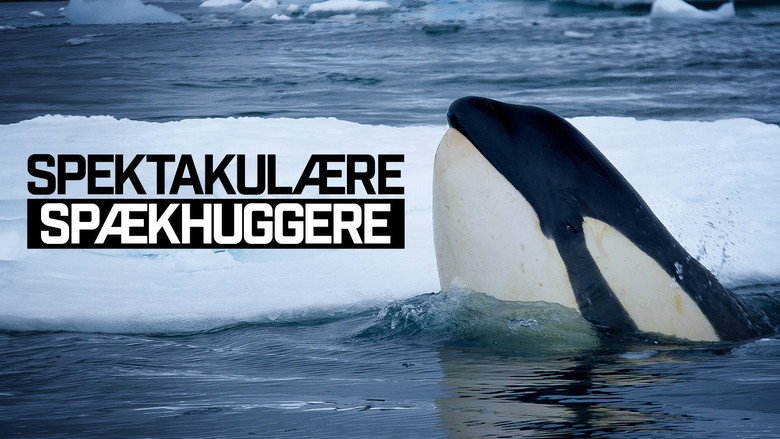 Expedition Killer Whale backdrop 3