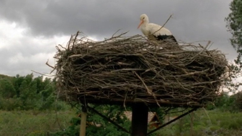 Flight of the Storks backdrop 2