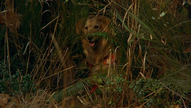 Air Bud backdrop 4