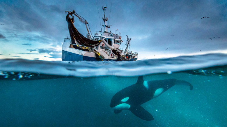 Blue Planet II backdrop 8