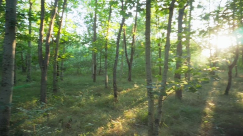 PIED DE BICHE