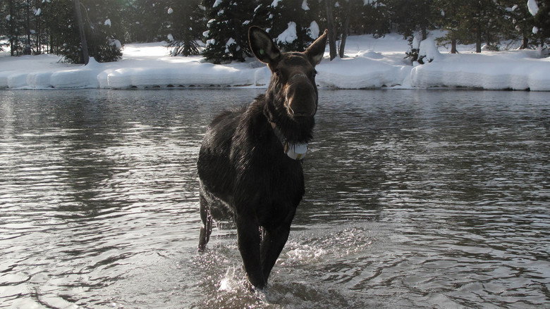 America's Greatest Animals backdrop 4