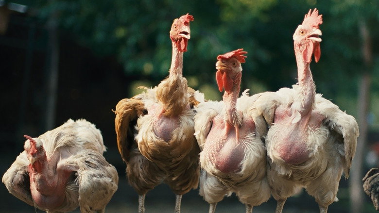 Hen backdrop 7