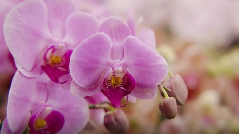 Episode 25 Winter: Native Garden Design & Orchid Show