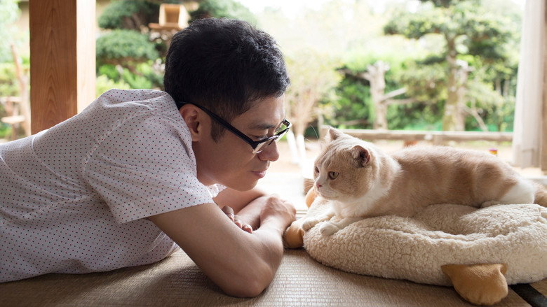 Neko Atsume House backdrop 5