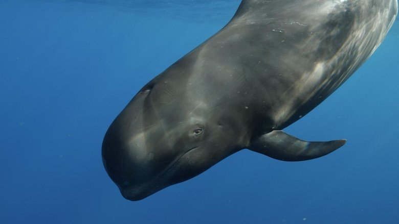 Nika, el calderón tropical