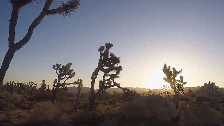 Joshua Tree