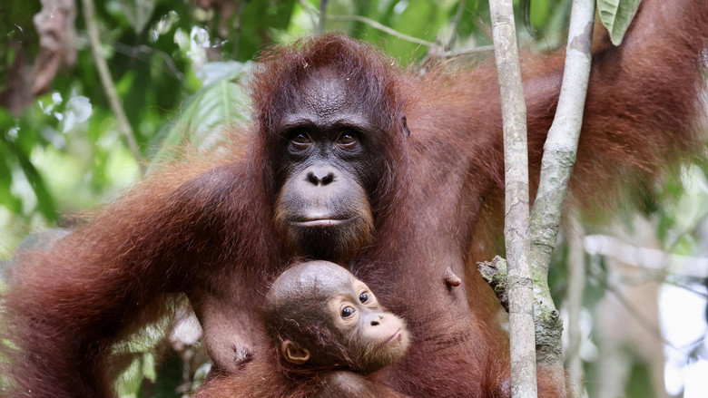 Orang Utans - Keepers of the Jungle backdrop 2