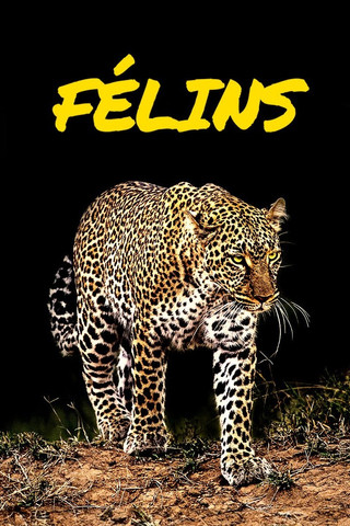 Félins