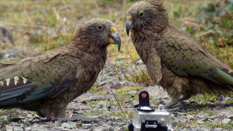Keas - New Zealand's Witty Daredevils backdrop 2