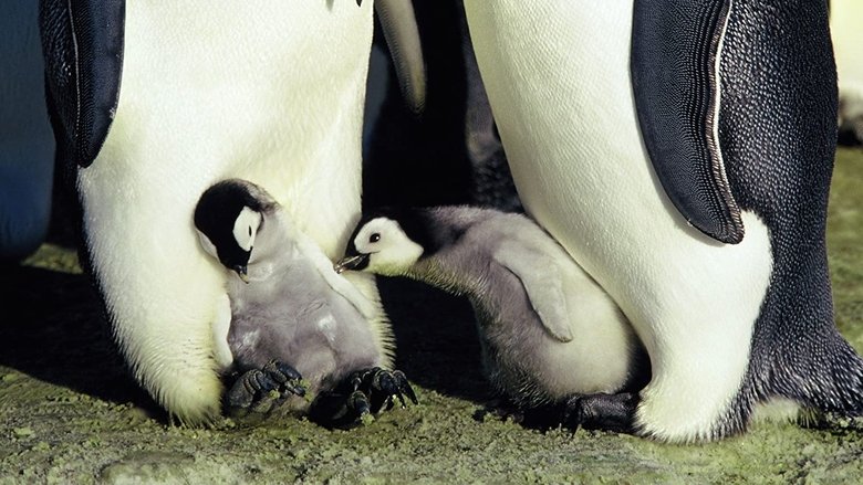 Die Reise der Pinguine