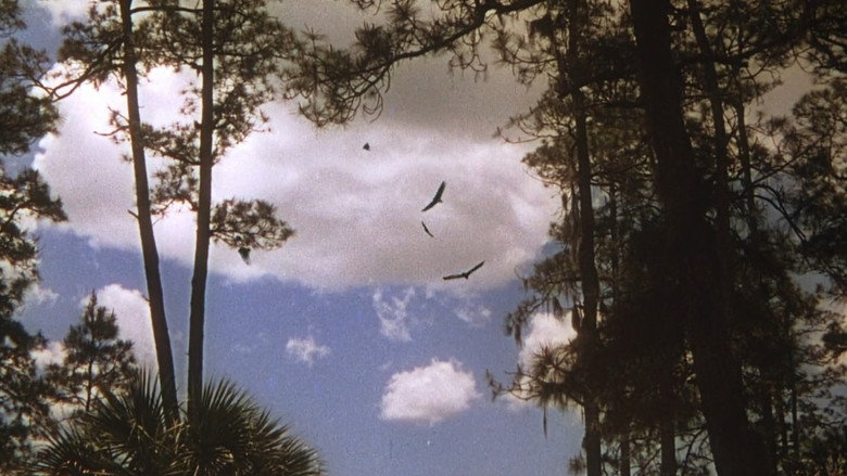 The Yearling backdrop 8