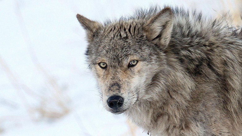 Yellowstone: The Mystery of the Wolves backdrop 2