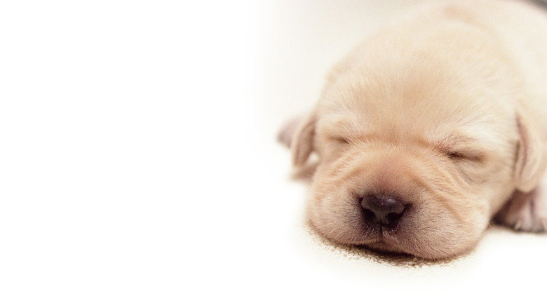 Quill: The Life of a Guide Dog backdrop 4