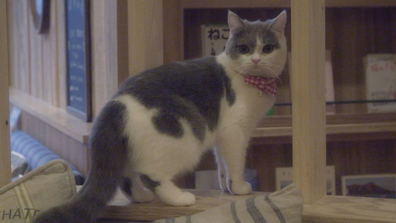 Cat Cafe backdrop 1