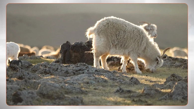 The Dark Side of Cashmere