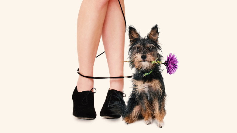 Gabe the Cupid Dog backdrop 3