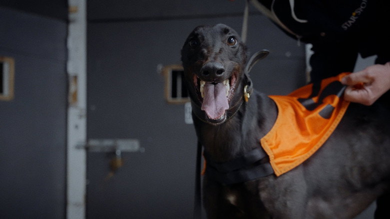 Going to the Dogs backdrop 3