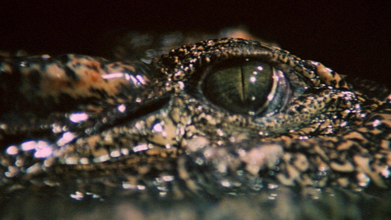 Crocodile backdrop 3