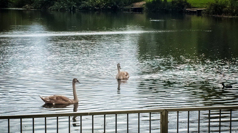 Film a Bird — Sam’s Full Attempt