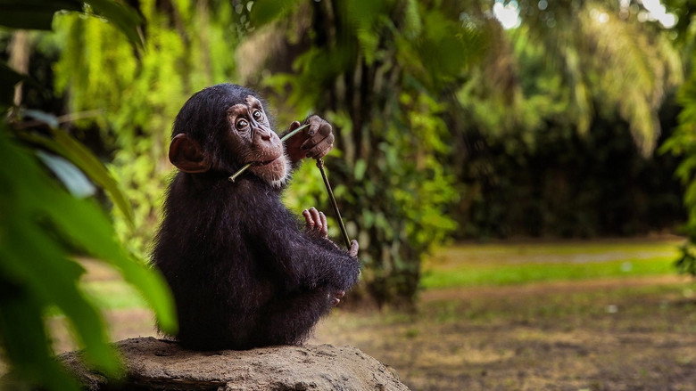 Baby Chimp Rescue backdrop 6