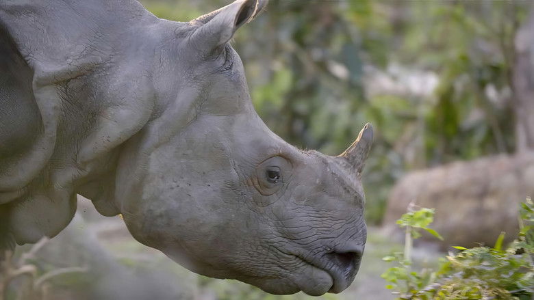 India's Iconic Animals