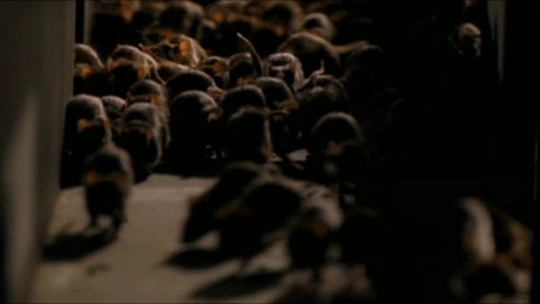 Ratten - Collection