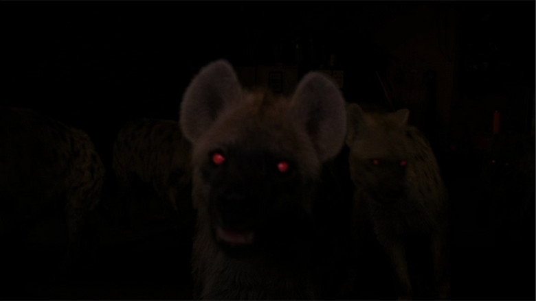 Hyenas backdrop 2