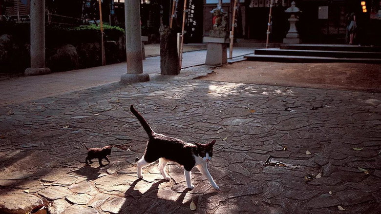 Mitsuaki Iwago's World “Cats” Travelogue backdrop 3