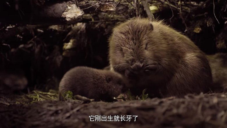 If I Were a Beaver