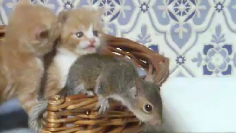 Squirrel on my Shoulder