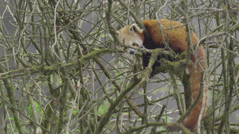 Red Panda: World's Cutest Animal backdrop 3
