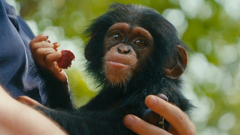Baby Chimp Rescue backdrop 5