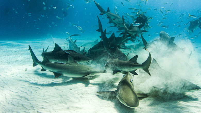 Cannibal Sharks backdrop 7