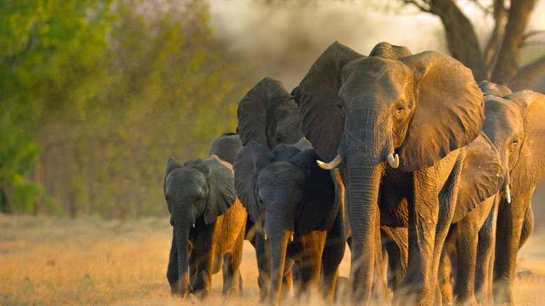 In the Footsteps of Elephant backdrop 7